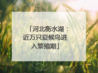 河北衡水湖：近万只夏候鸟进入繁殖期